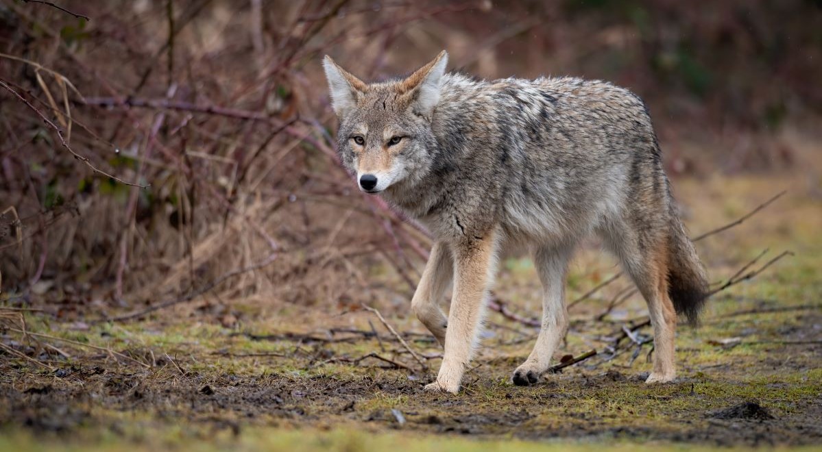 Coyote stalking in wilderness