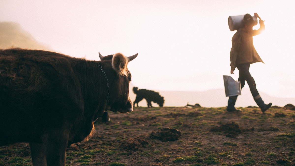 man walking away from cow after milking