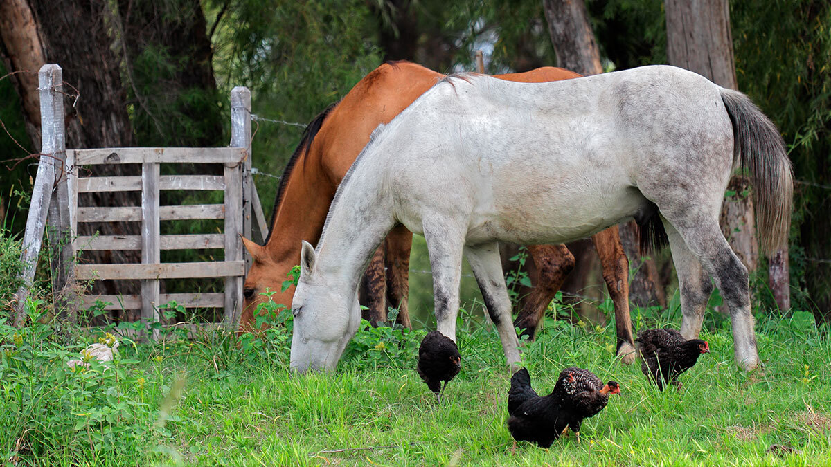 A brown and white horse grazing in a rural field surrounded by black chickens.