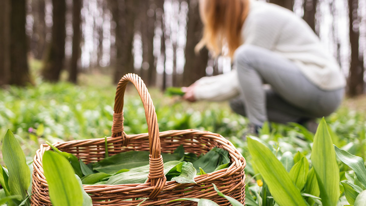 Woman foraging for herbs in the woods.