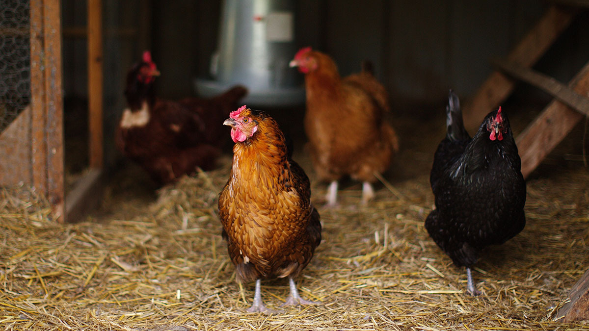 Chickens wandering through the coop