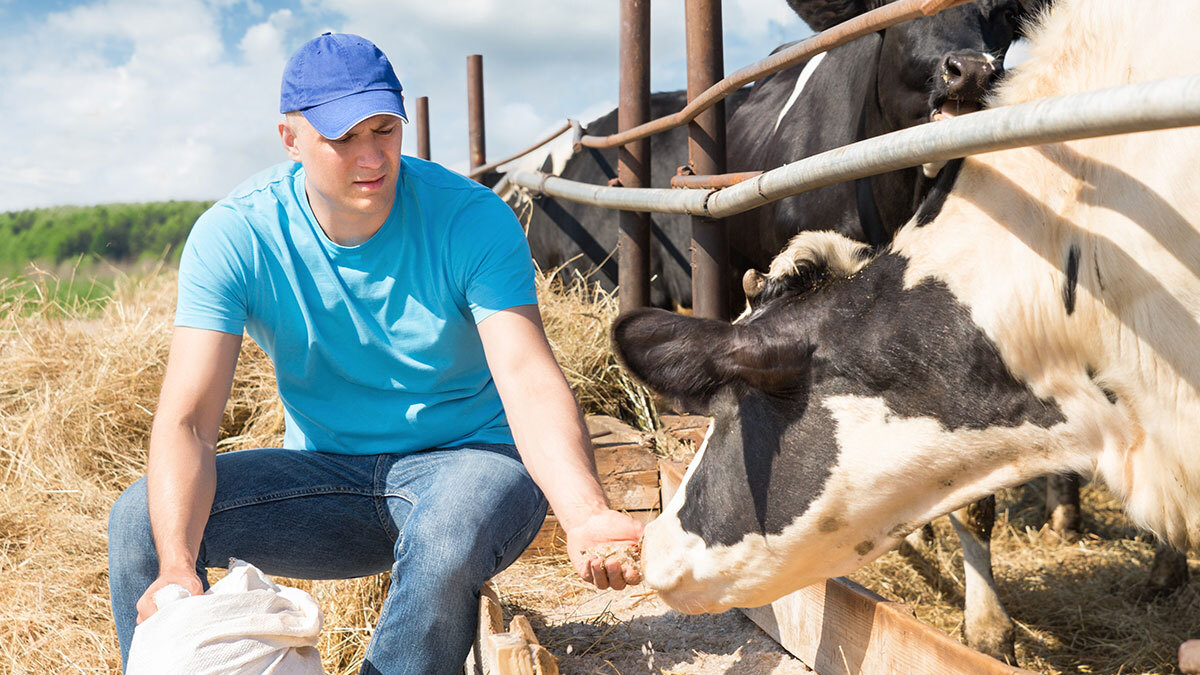 A man feeding cows on the homestead.