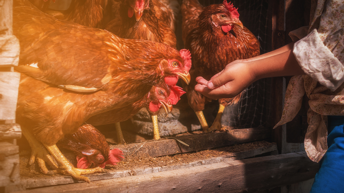 A person feeding chickens from their hand.